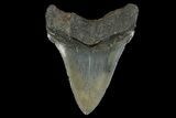 Serrated, Fossil Chubutensis Tooth - Aurora, North Carolina #179739-1